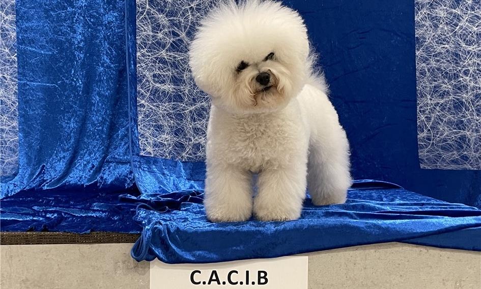 Abby tysk champion (VDH)