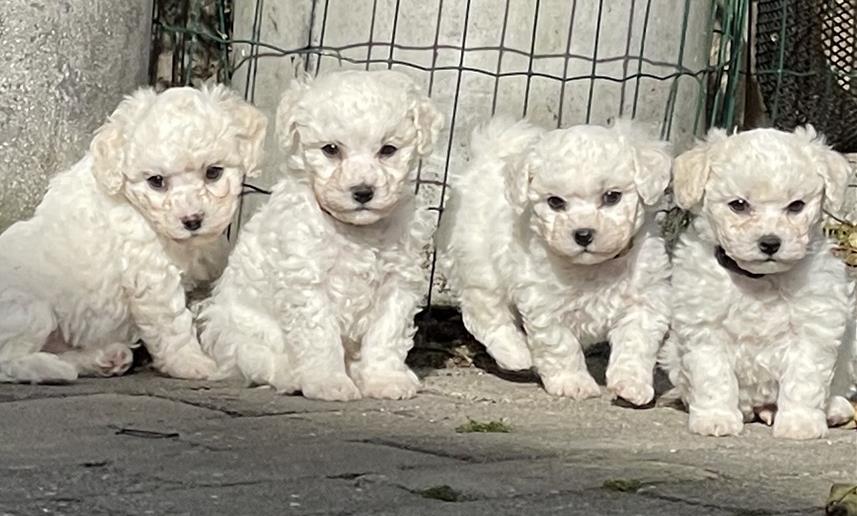 Skal en af Kayas hvalpe blive din?